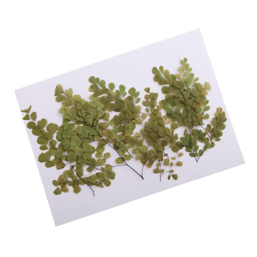 of 10 Pressed Flowers Adiantum Set  Blossom  Decoration