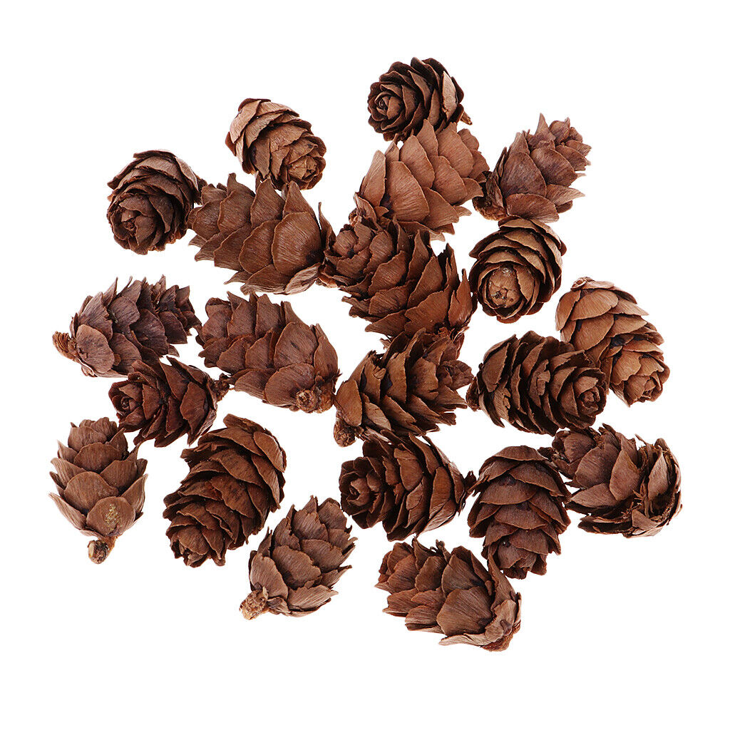 50Pcs Mini Small  Dried Pine Cones In Bulk Dried Flowers for Christmas