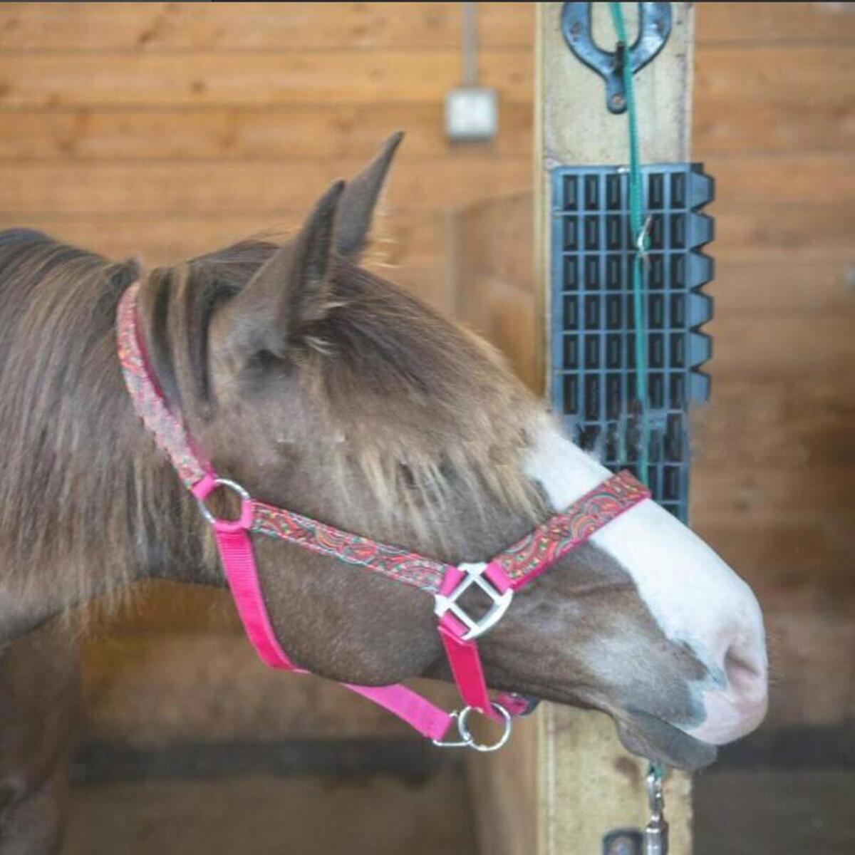 Plastic horse bridle rack ABS material horse stable kits bridle rein rack