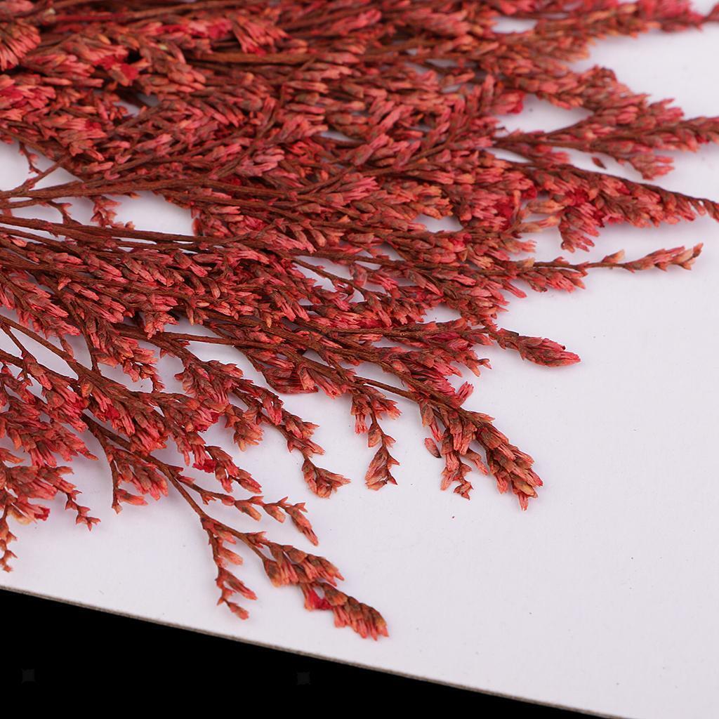 20 Pieces Dyed Red Limonium Real Dried Flower Pressed Dried Flower for Craft