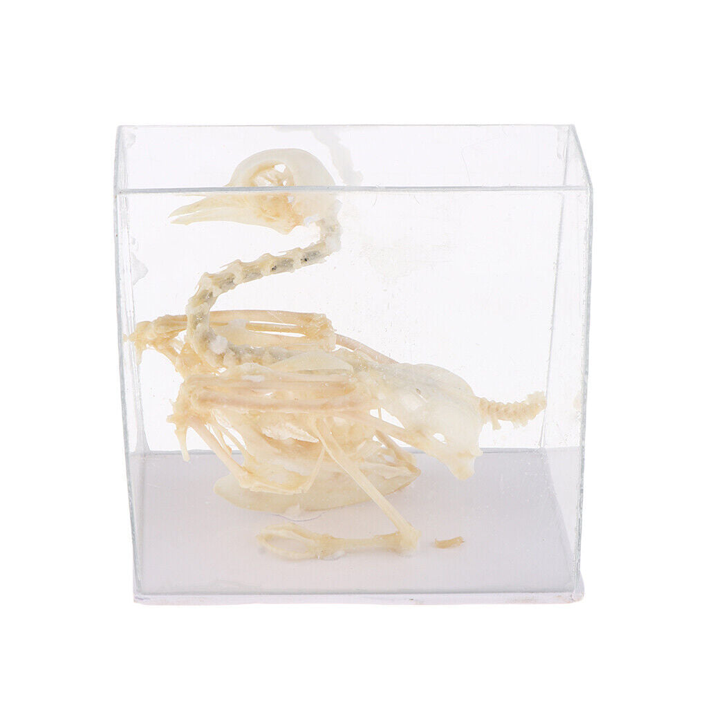 Pigeon Skeleton  Biology Science Educational Instruments School Teaching