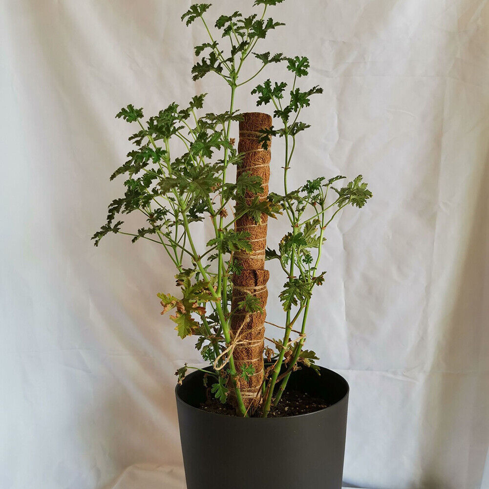 50cm Garden Plant Climbing Pole Coir Moss Stick Coconut Palm Sticks Creeper
