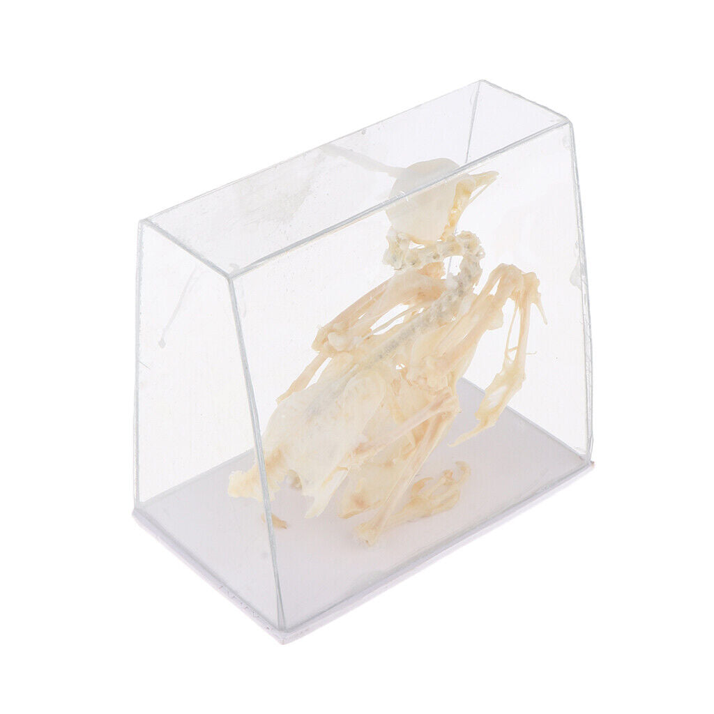 Pigeon Skeleton  Biology Science Educational Instruments School Teaching