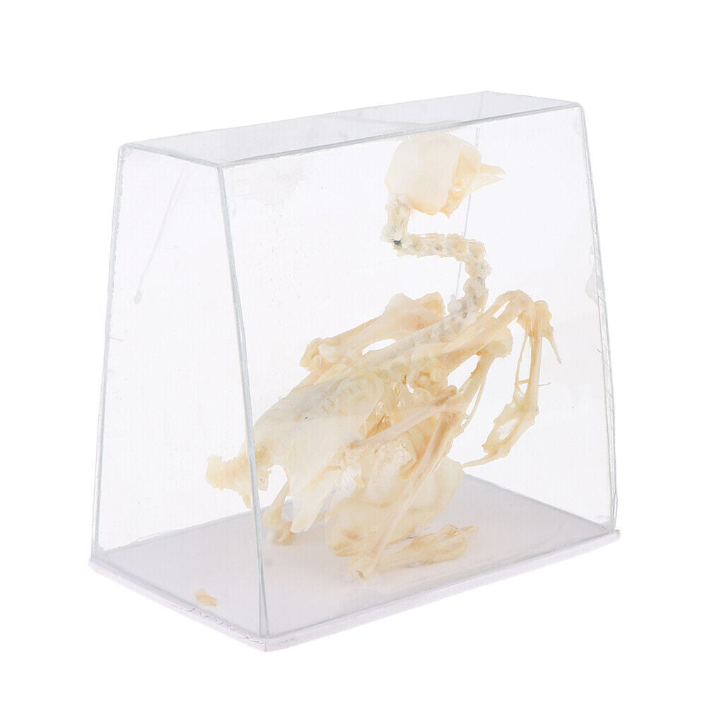 Pigeon Skeleton  Biology Science Educational Instruments School Teaching