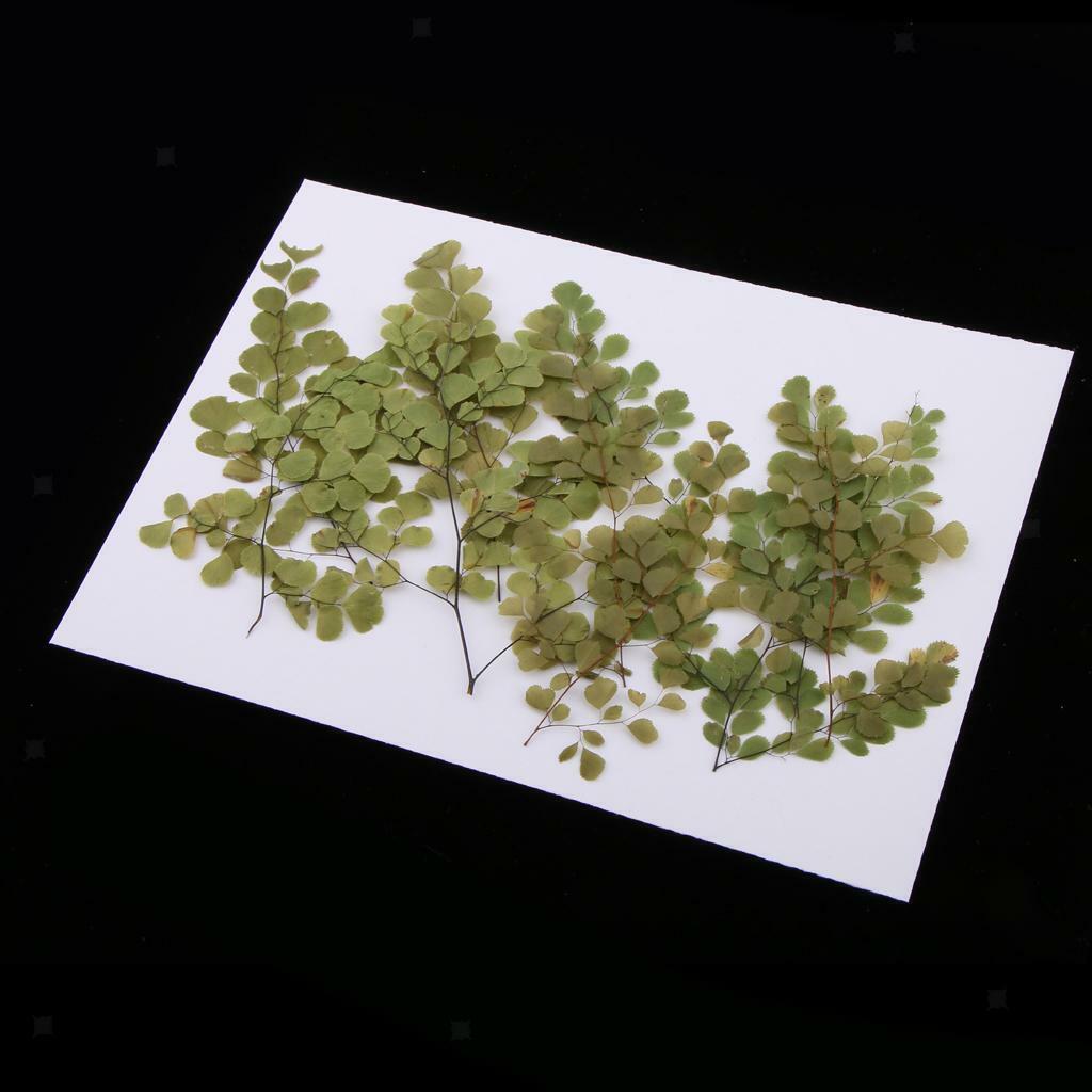 of 10 Pressed Flowers Adiantum Set  Blossom  Decoration