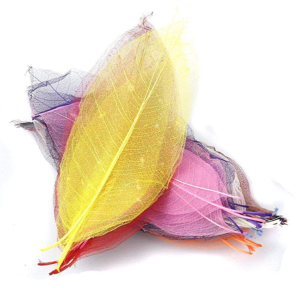 150pcs Natural Magnolia Skeleton Leaves Scrapbooking Mixed Color Decor Gifts
