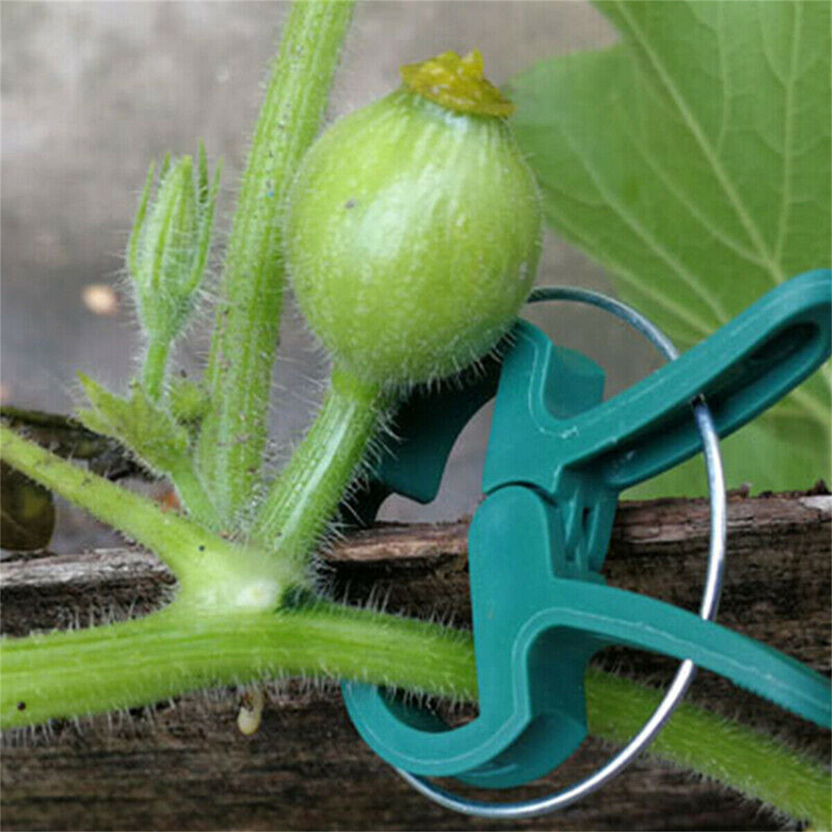 30X Garden Plant Clips Tomato Tie Stem Orchid Support Weatherproof Grow Training