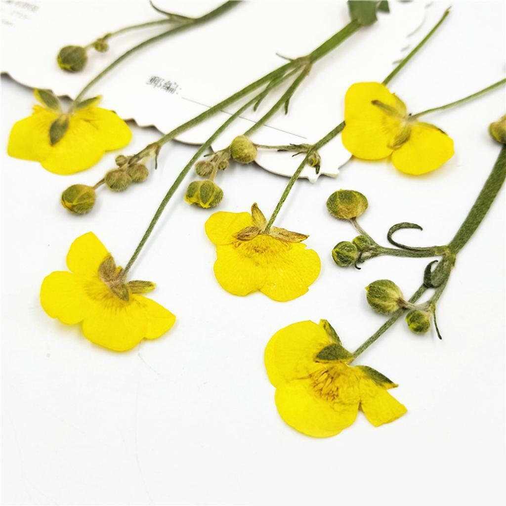 16x Natrual Dried Flowers Leaves  Art Jewelry  Phone