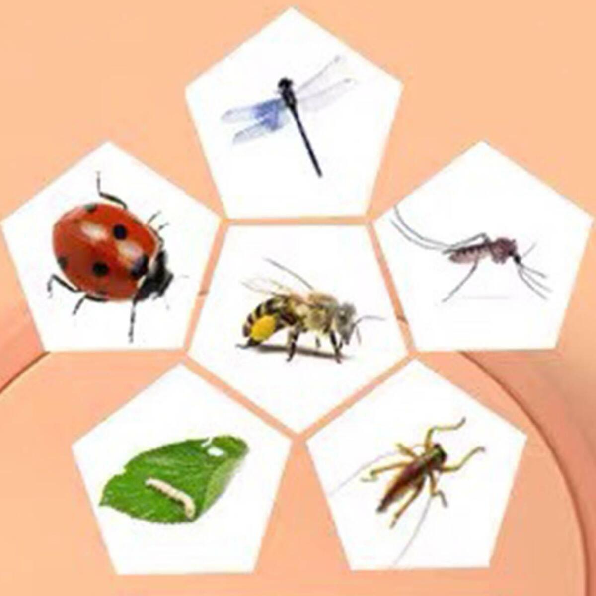 Transparent Insect Bug Viewer Magnifying Insect Box for Outdoor Exploration