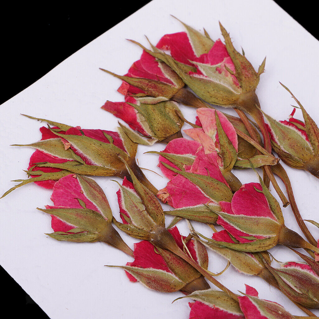 20Pcs  Press   Pressed Dried Flowers Leaves for Nails