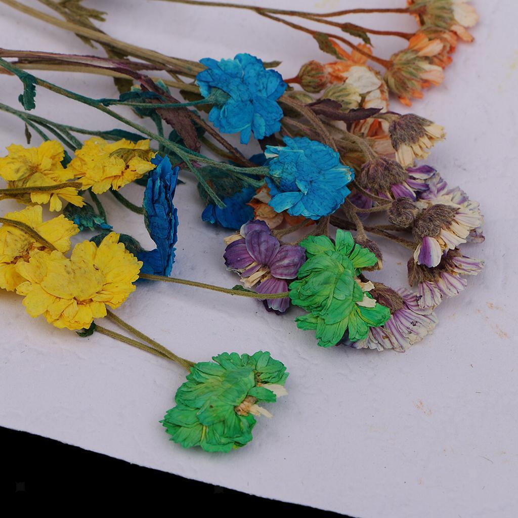 10 Pieces Pressed Dried Flowers Colourful Daisy for DIY Phone Case Decor