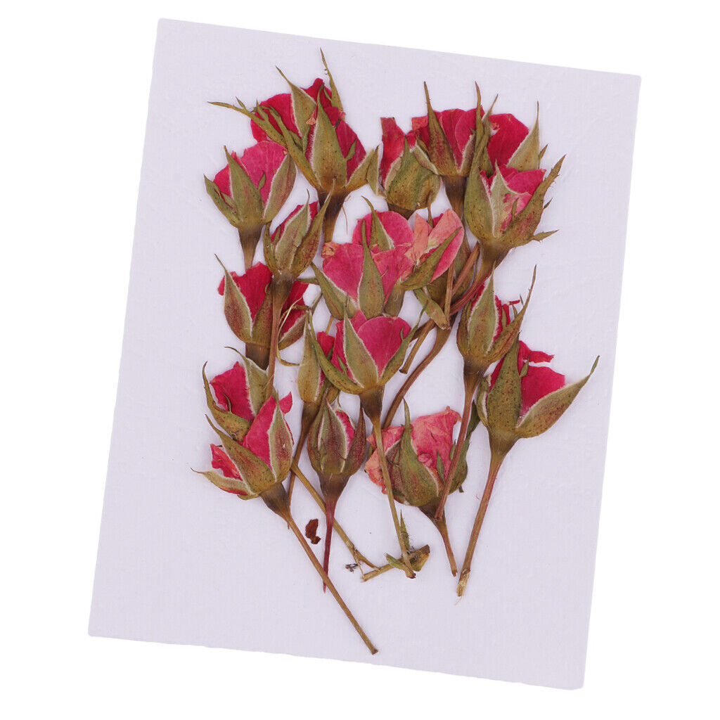 20Pcs  Press   Pressed Dried Flowers Leaves for Nails