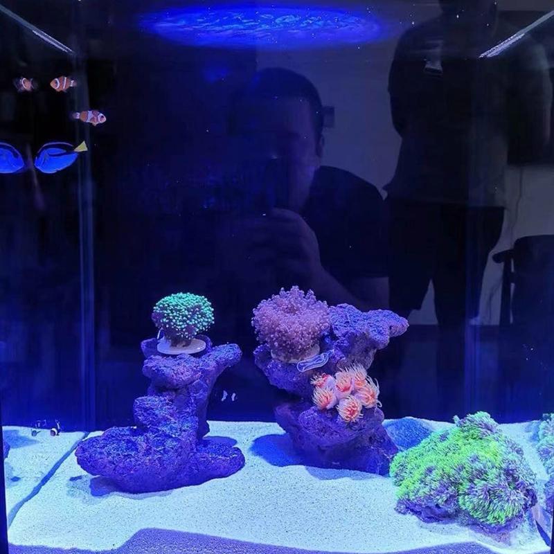 10 Pack Coral Frag Base Round Disks Support for Coralline Growth Reproduce