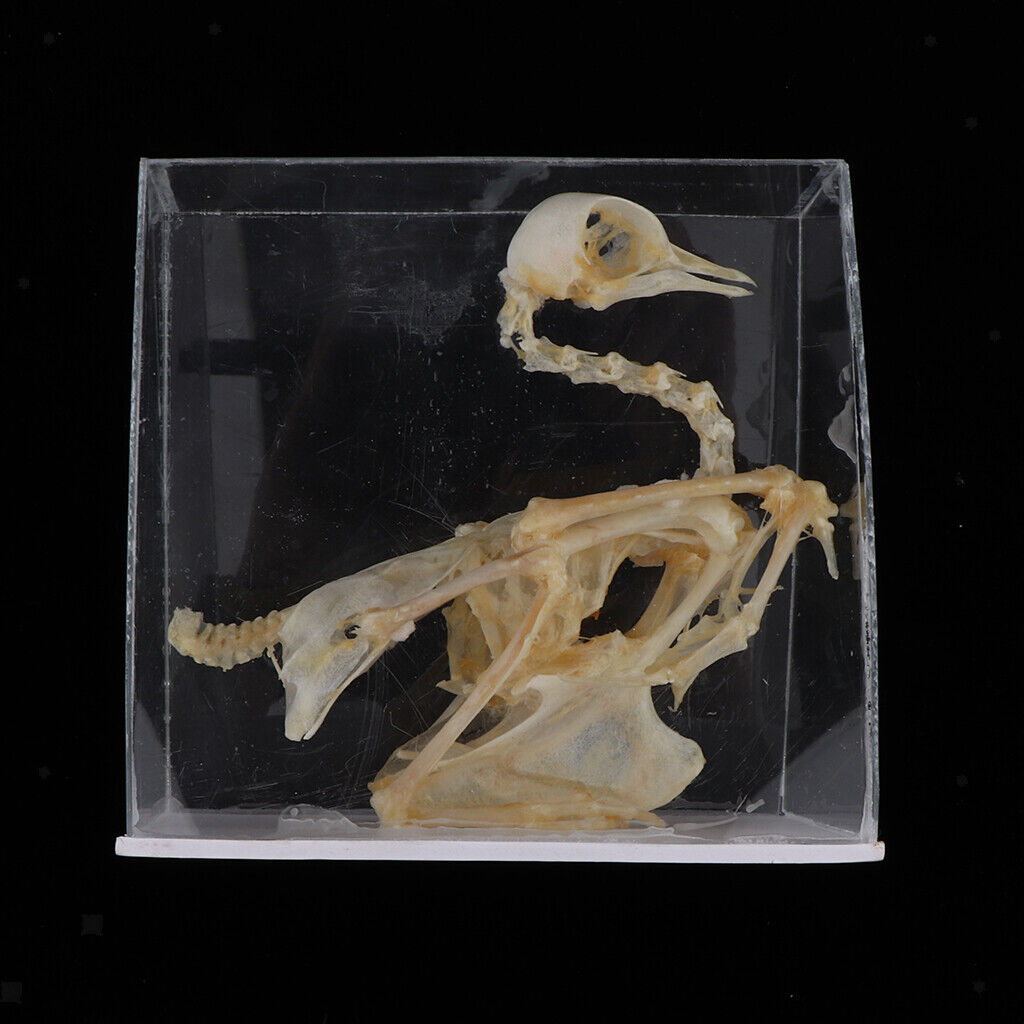 Pigeon Skeleton  Biology Science Educational Instruments School Teaching