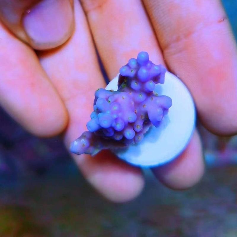 10 Pack Coral Frag Base Round Disks Support for Coralline Growth Reproduce