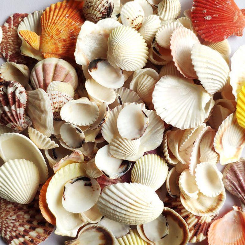 120g Natural Turbo Seashell Sea Conch Hermit Crab House Aquarium Practical Shell