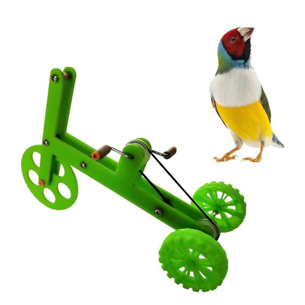 Funny Parrot   Educational Training Supplies for Cockatiel Parakeet