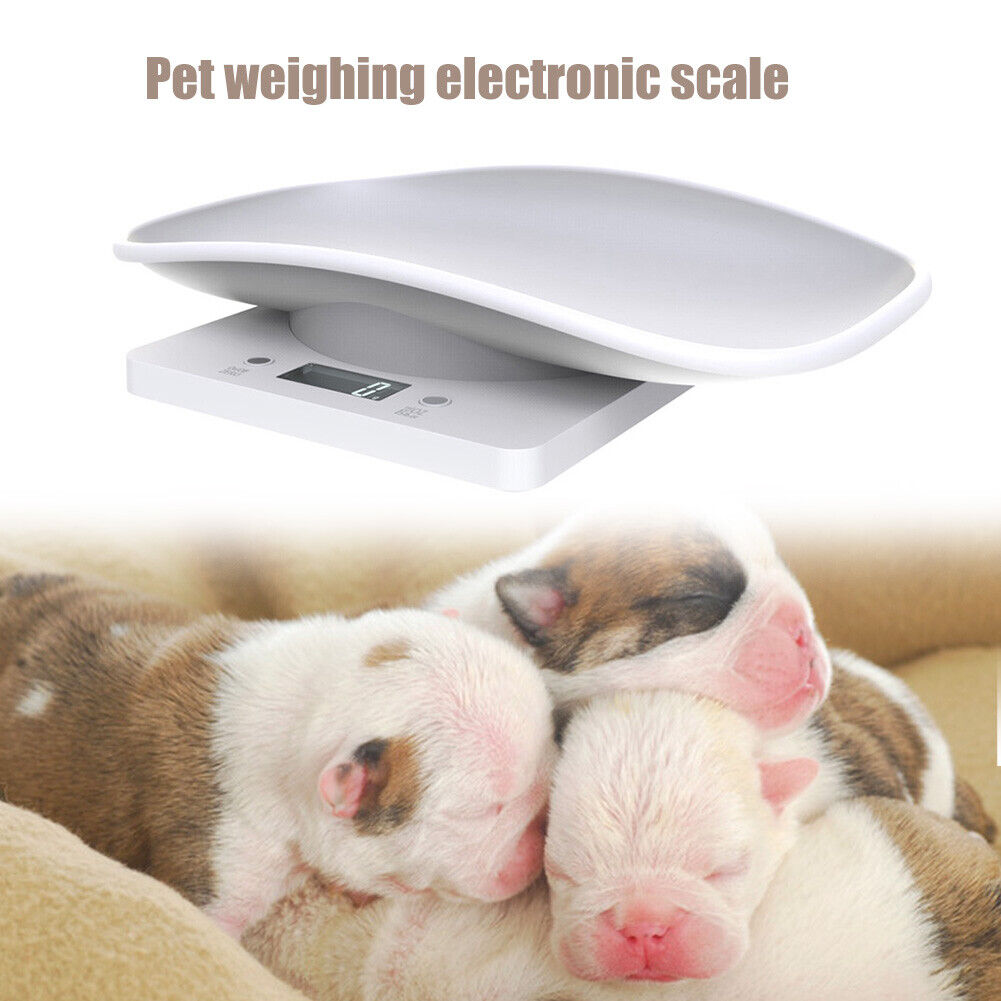 Mini Digital Scale Electronic LCD High Precision Gram Pet Weighing Scale