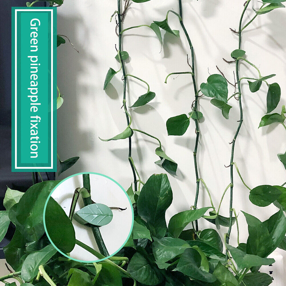 10pcs Plant Bracket Invisible Wall Vine Climbing Fixed Buckle Clamp Holders
