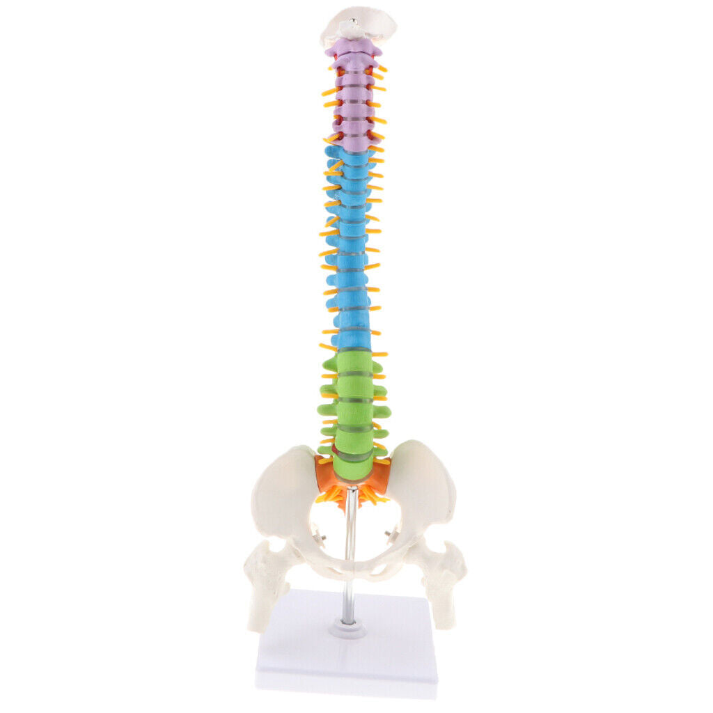 Colored Vertebra Statue   Spine Study Display Statues