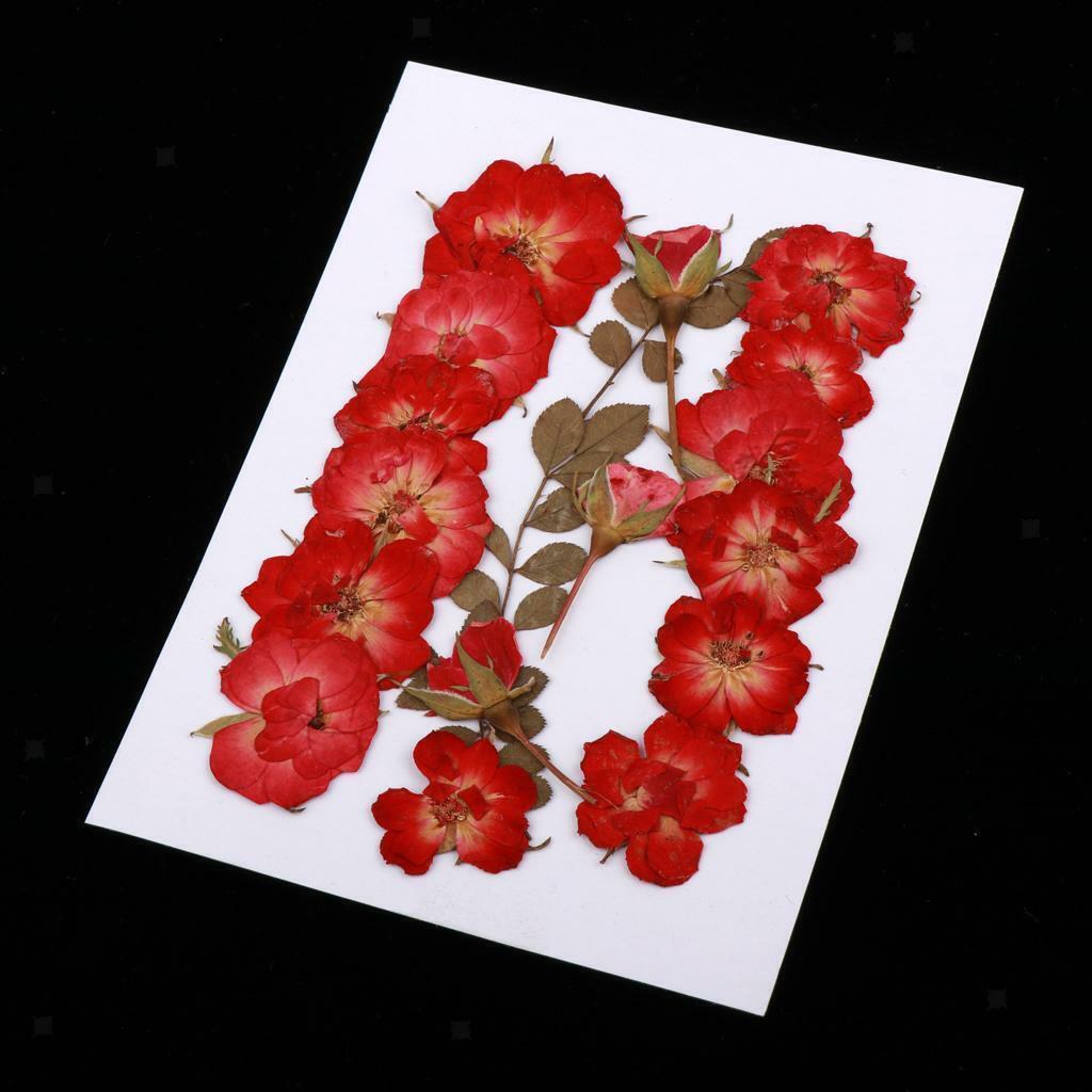 Mixed  Pressed Dried  Leaves DIY Scrapbook Craft 2-2.5cm