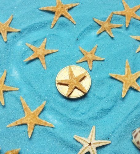 100X Mini Natural Flat Tan Starfish Seashells Beach Wedding Party Decor Crafts