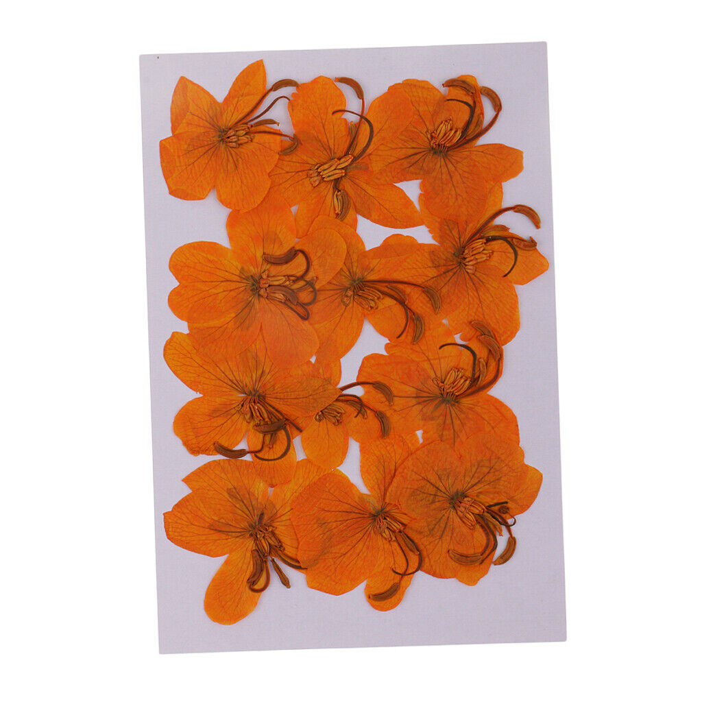 12 Pcs  Dried Pressed Flowers Cassiae Flowers DIY  Crafts