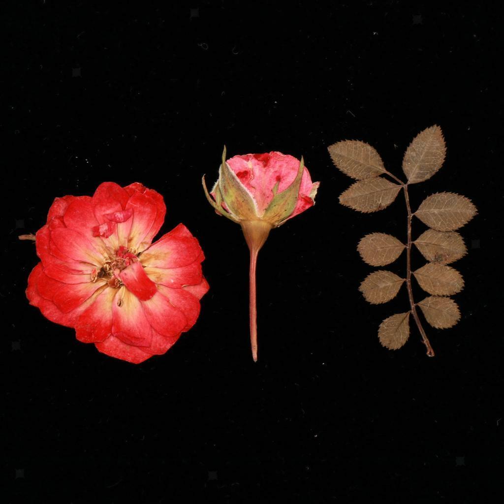 Mixed  Pressed Dried  Leaves DIY Scrapbook Craft 2-2.5cm