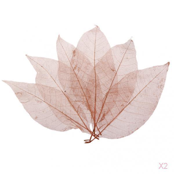 100 Natural Magnolia Skeleton Leaves Coffee Big Leaves - 13-15 Cm