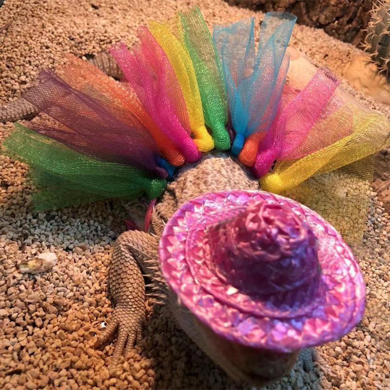 Lizard Costume for Bearded Dragon Geckos Bearded Dragon Reptile Apparel