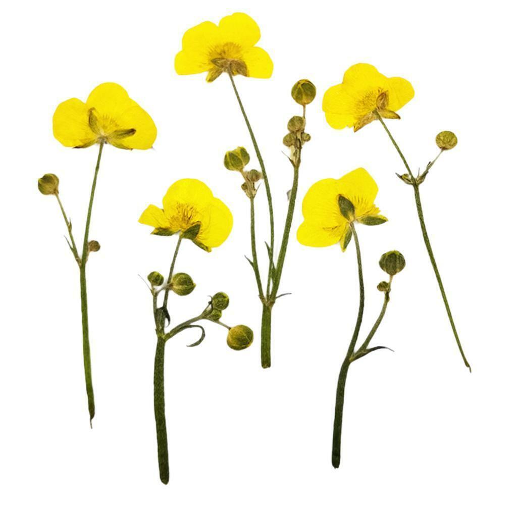 16x Natrual Dried Flowers Leaves  Art Jewelry  Phone