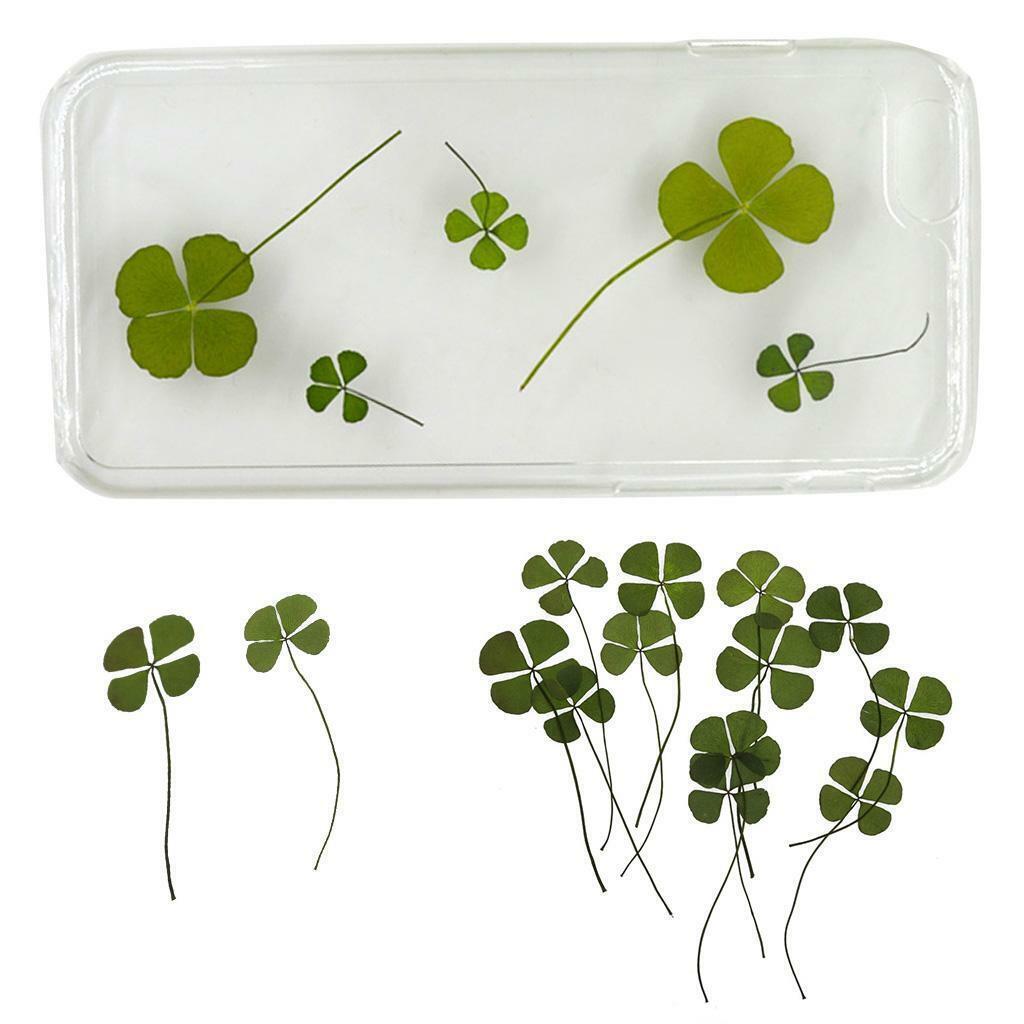 12x Natrual Dried Flowers Leaves Embellishments Crafts