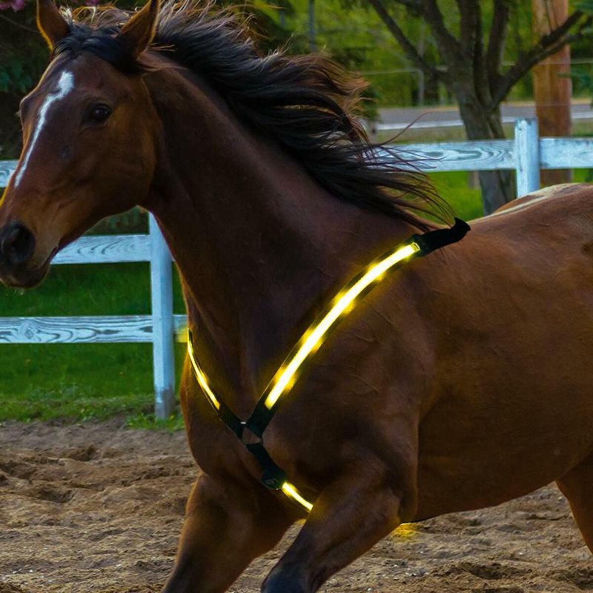 LED Chest Collar for Horses USB Rechargeable High Visibility for Riding