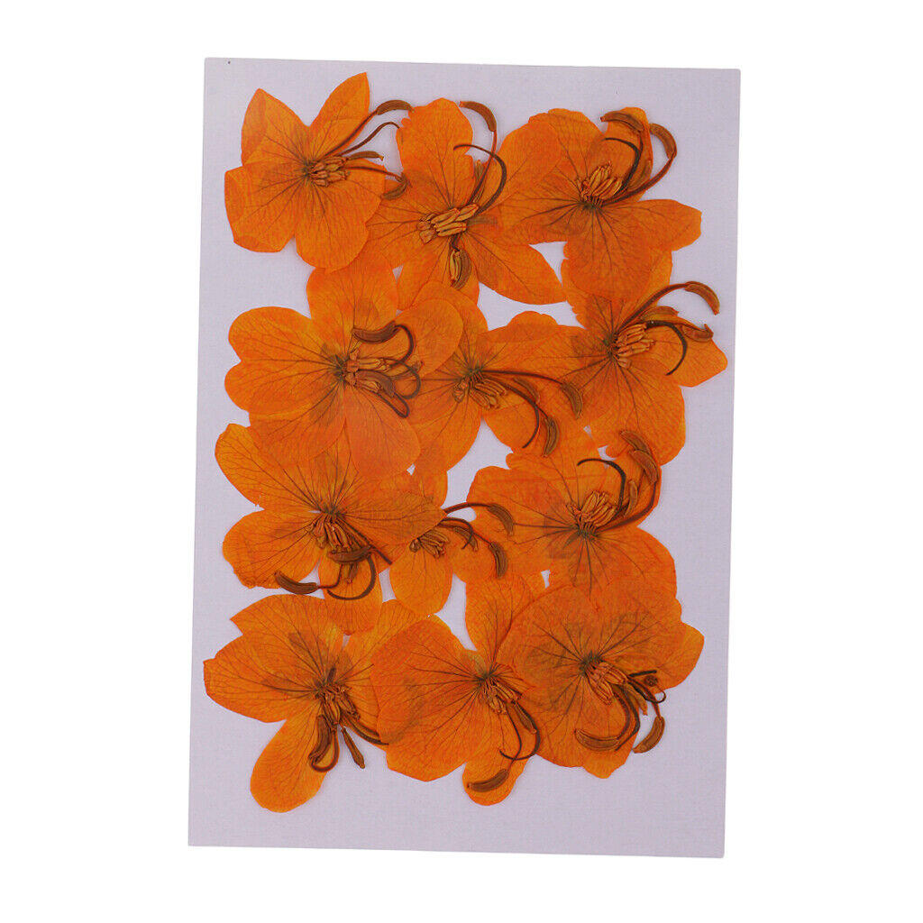 12 Pcs  Dried Pressed Flowers Cassiae Flowers DIY  Crafts
