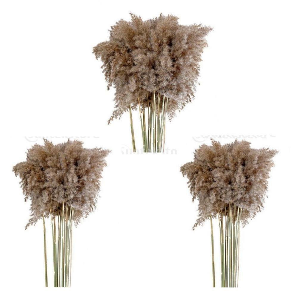 30x  Dried  Grass Reed Flower   and garden Table Decor