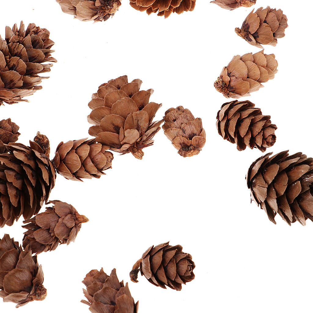 50pcs Pine Cones Decorative  Pinecones Wedding Embellishments