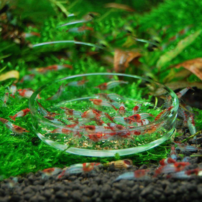 Tray Container Acrylic. Aquarium Fish Tank Clear Shrimp Feeding Food Dish Feeder
