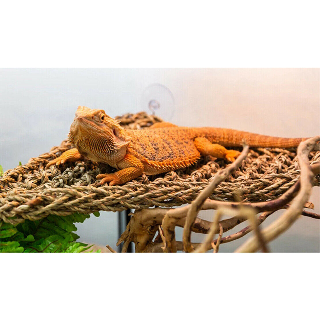 Natural Seaweed Triangle Lizard Lounger Bearded Dragon Hammock Reptile Hammock