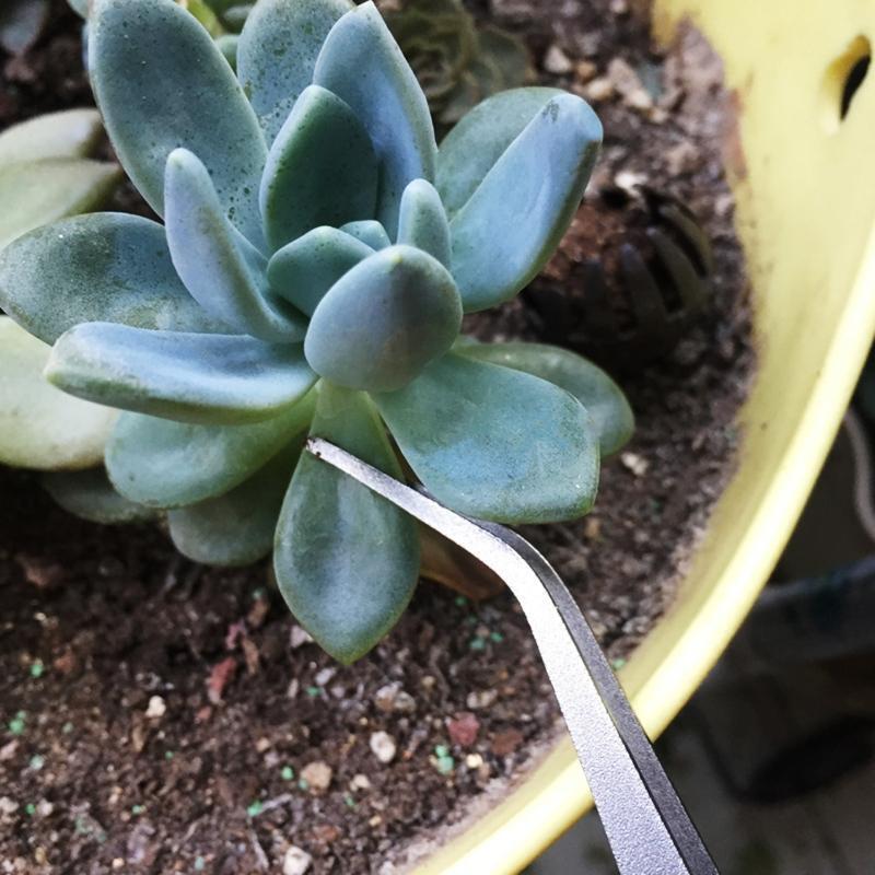 Bonsai Tools 2 in 1 Stainless Steel Bonsai Tree Tool Tweezers Weeder Garden Tool