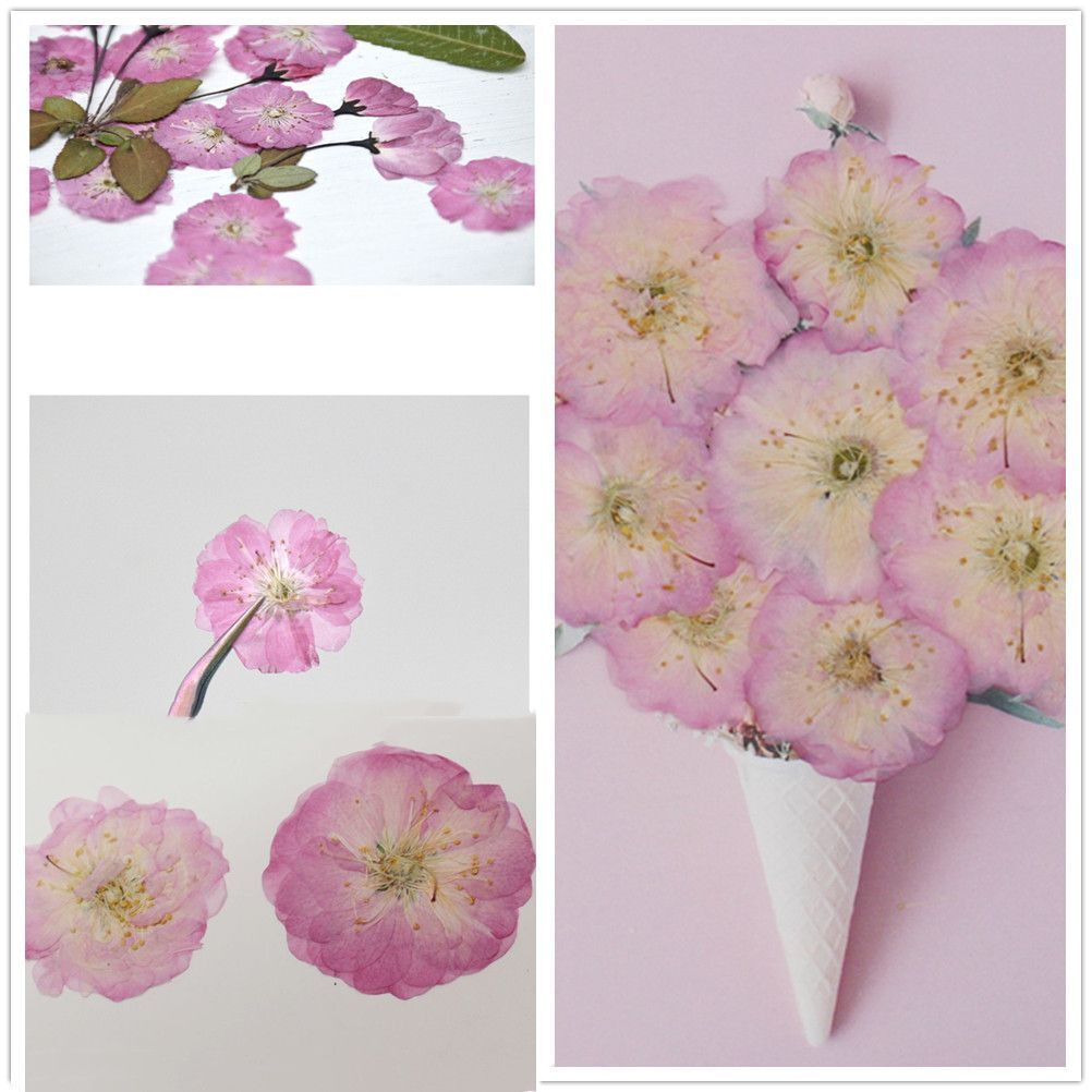 Decoration Jewelry Making DIY Pressed Flowers Crafts Sakura Real Dried Flowers