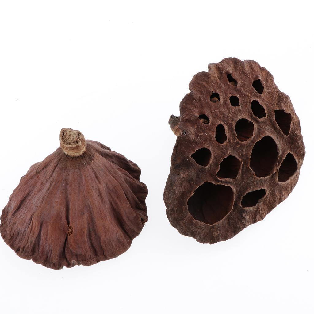 180pcs Natural Dried lotus pod Flowers Fruit for floral decor crafts DIY