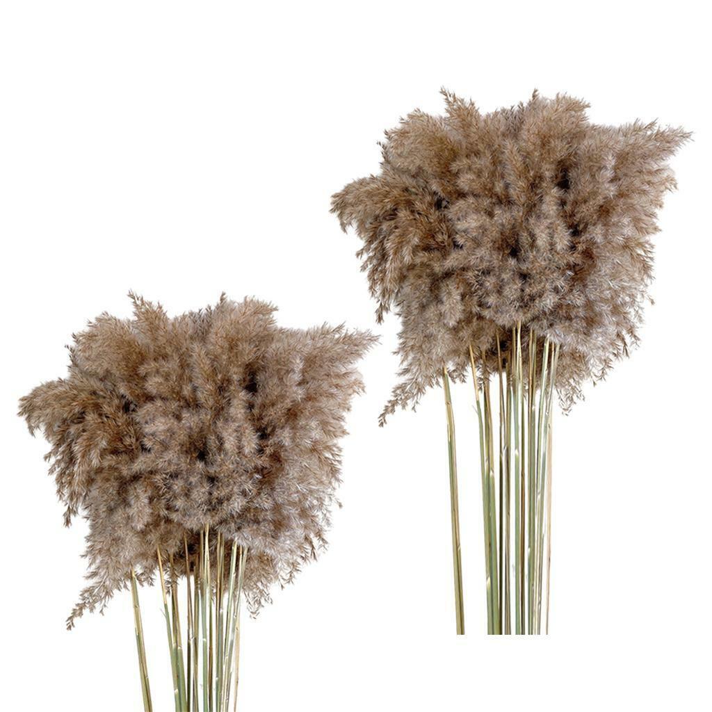 30x  Dried  Grass Reed Flower   and garden Table Decor