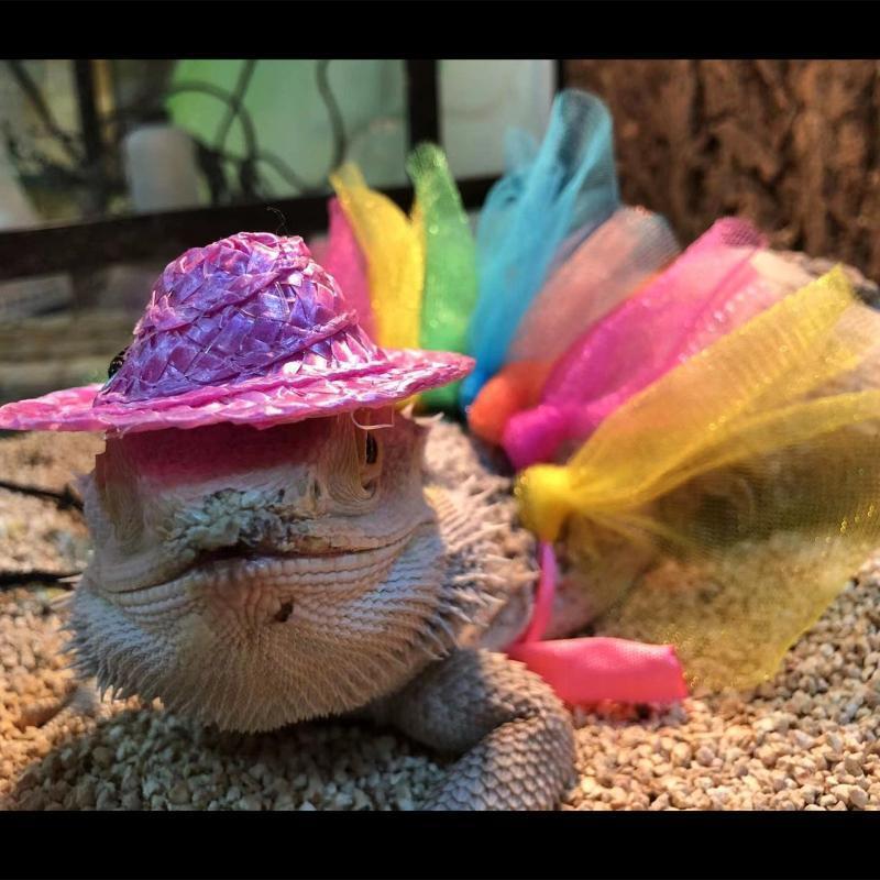Lizard Costume for Bearded Dragon Geckos Bearded Dragon Reptile Apparel