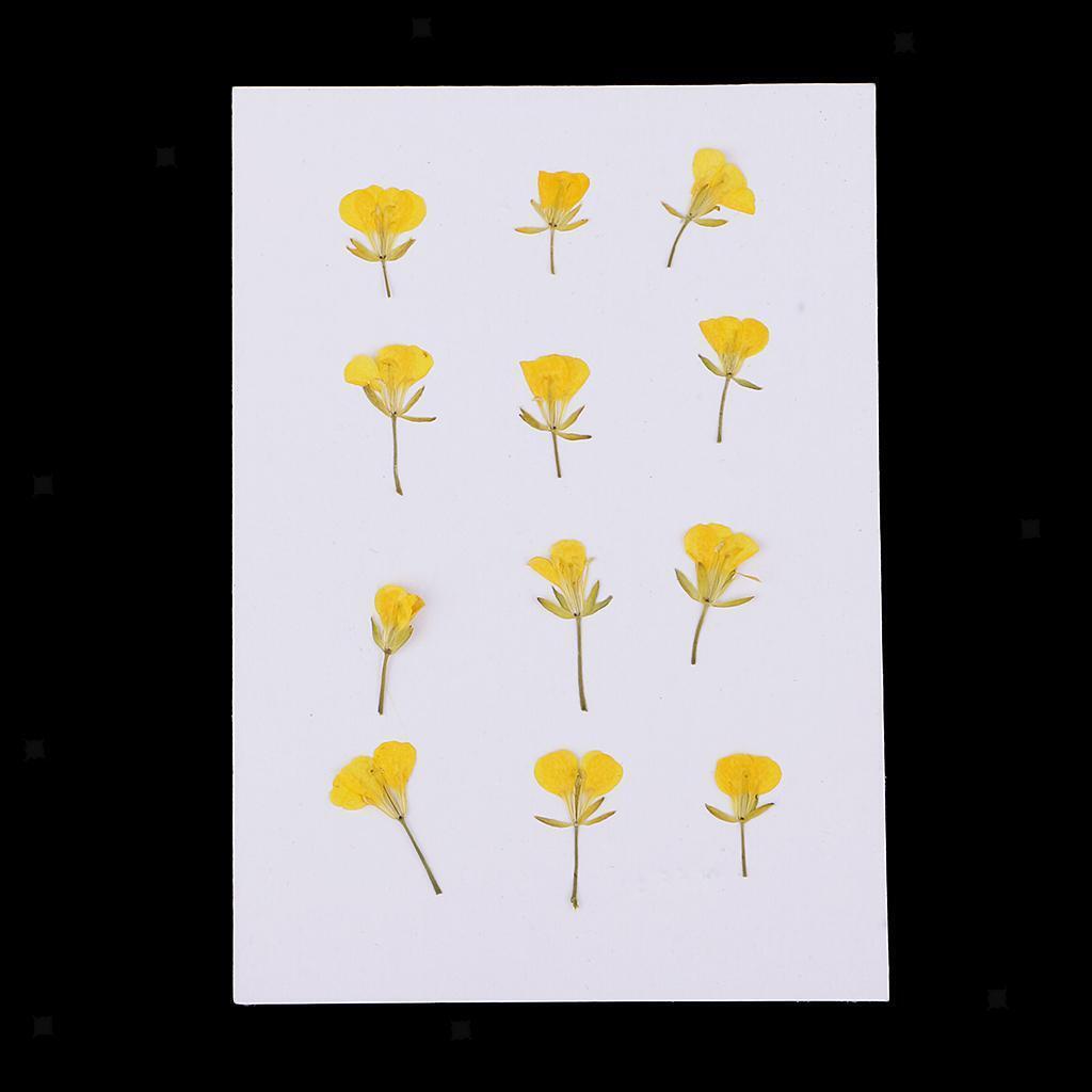 12 Pieces Pressed Flowers Dried Real Rape Flowers DIY Card Making Art Crafts