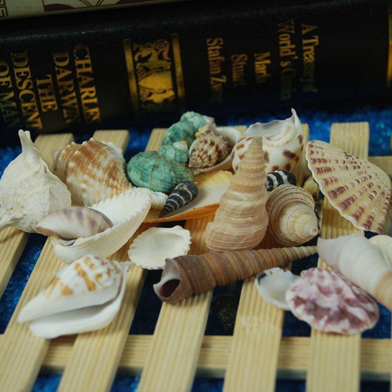 120g Natural Turbo Seashell Sea Conch Hermit Crab House Aquarium Practical Shell