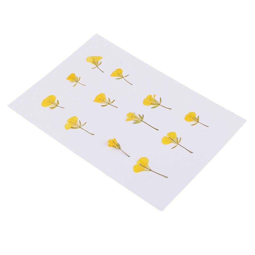 12 Pieces Pressed Flowers Dried Real Rape Flowers DIY Card Making Art Crafts