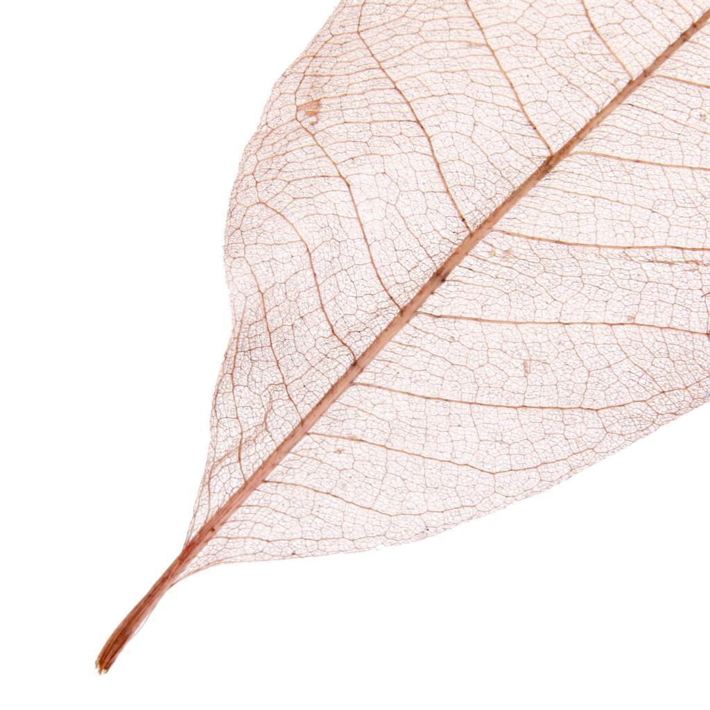 100 Natural Magnolia Skeleton Leaves Coffee Big Leaves - 13-15 Cm