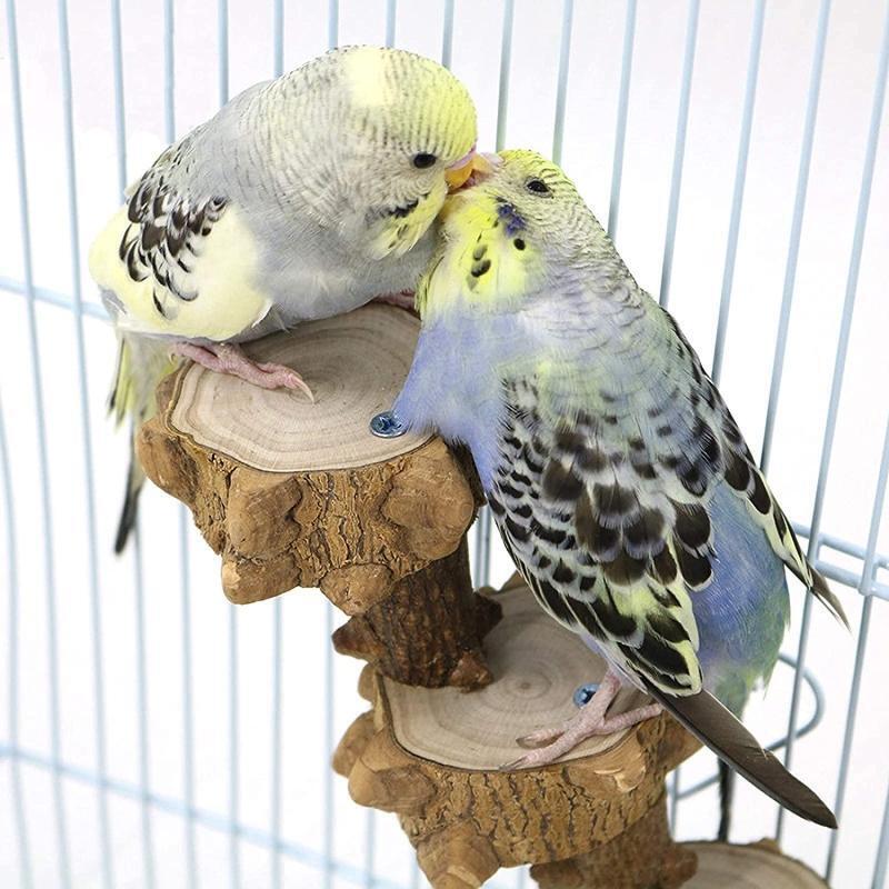Bird Wooden Perch Platform Natural Wood Training Stand 4 Steps Climbing Ladder