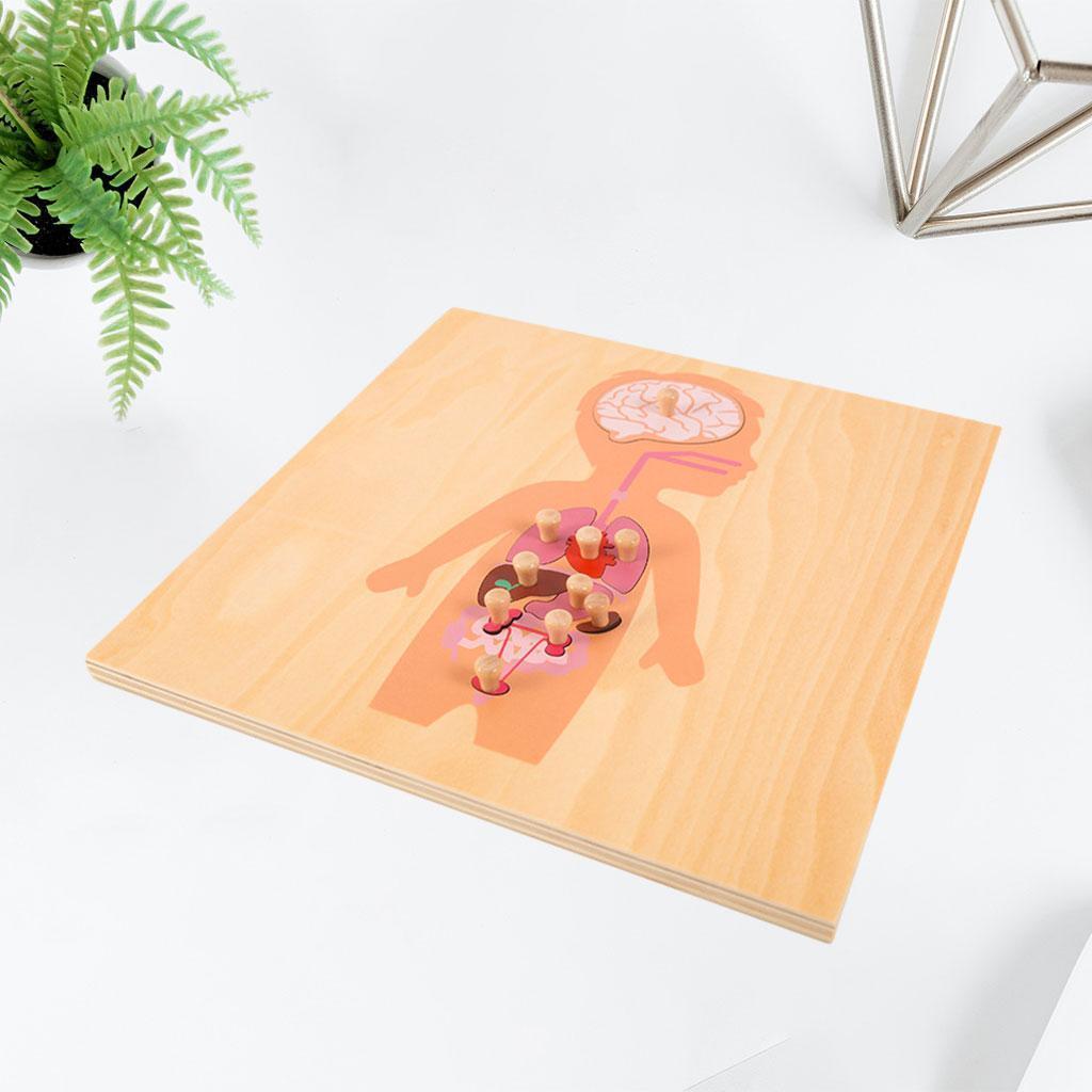 Wooden Montessori Science Puzzle Skeleton Educational  and   3+