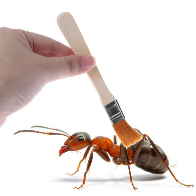 Wooden Removal Brush Cleaning Brush for Insect Breeding Box Reptiles Feeder Dish